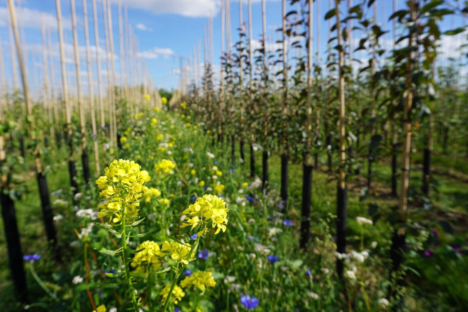 Natuurinclusief Betuws Boeren