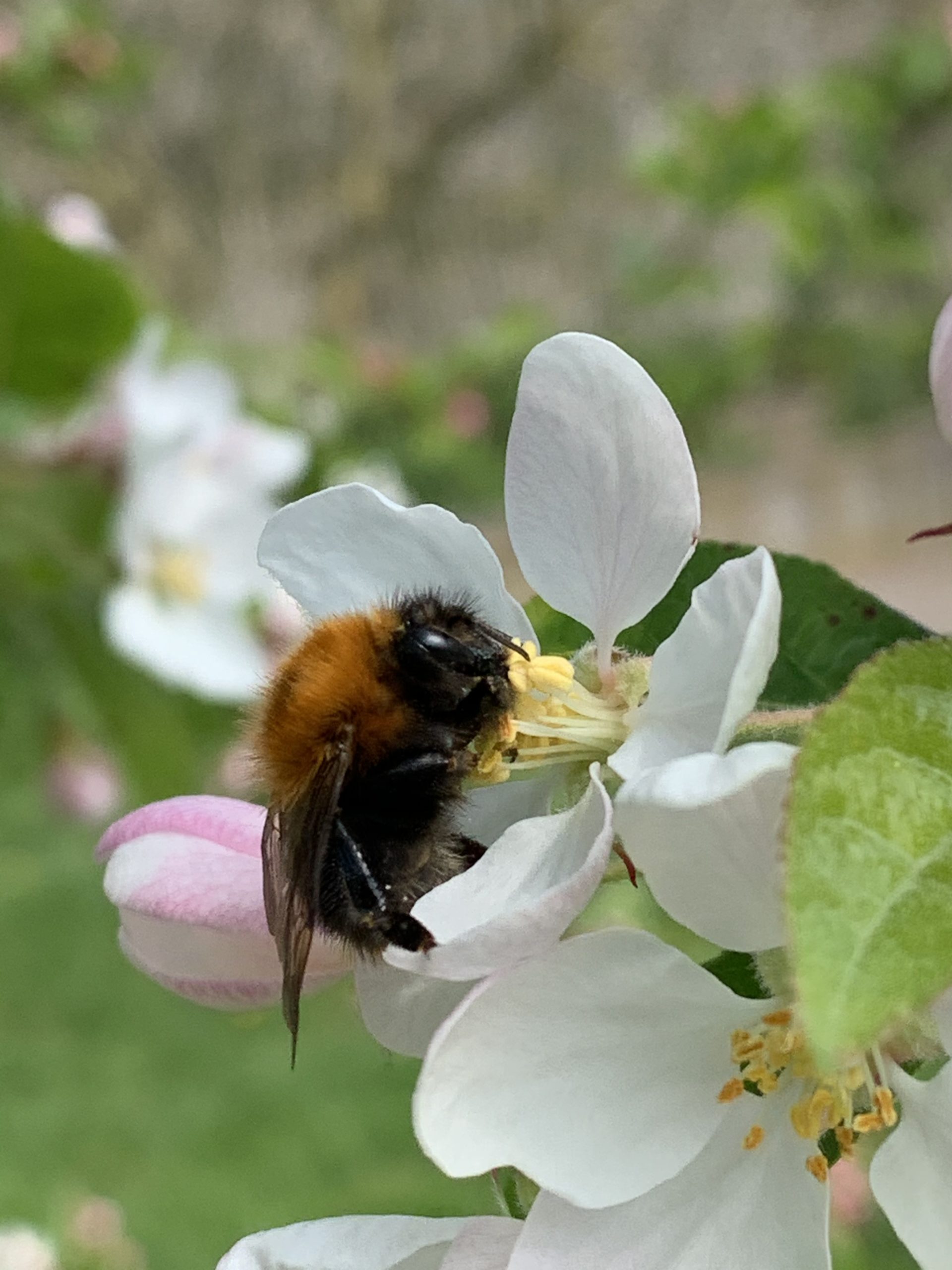 Kennen en herkennen van (nuttige en schadelijke) insecten