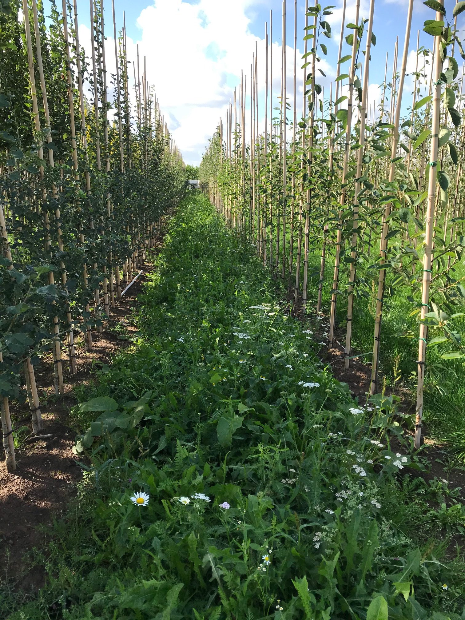 Platform Natuurinclusieve landbouw Gelderland organiseert praktijkmiddag voor natuurinclusieve fruitteelt
