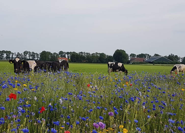 Akkerranden gemeenten Lingewaard en Overbetuwe