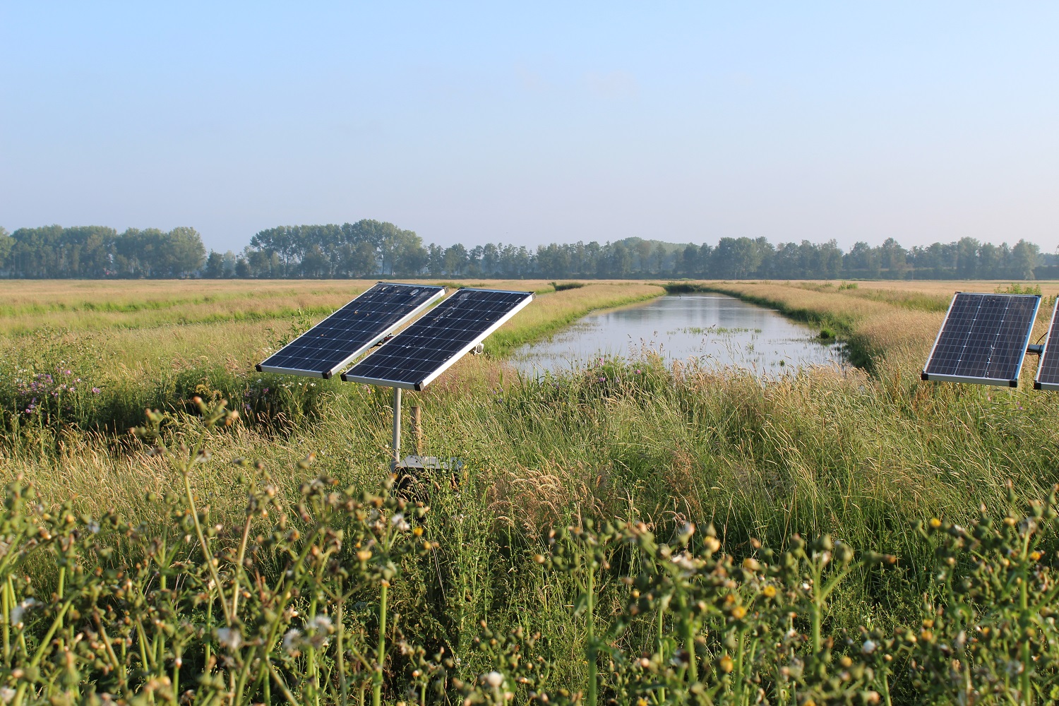 Weidevogels en patrijs