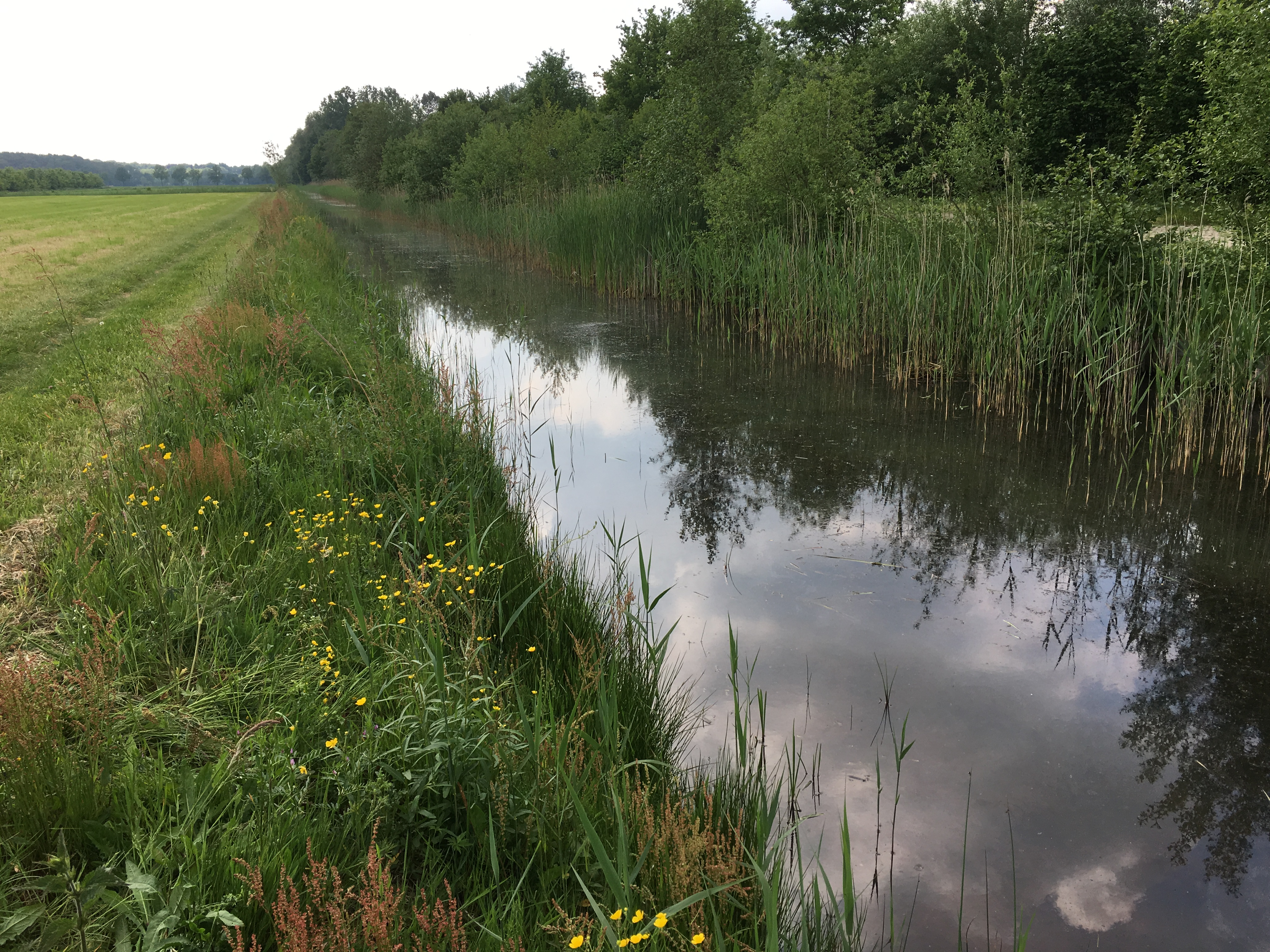 Waterschap Rivierenland start met nieuwe subsidie voor natuurvriendelijke oevers