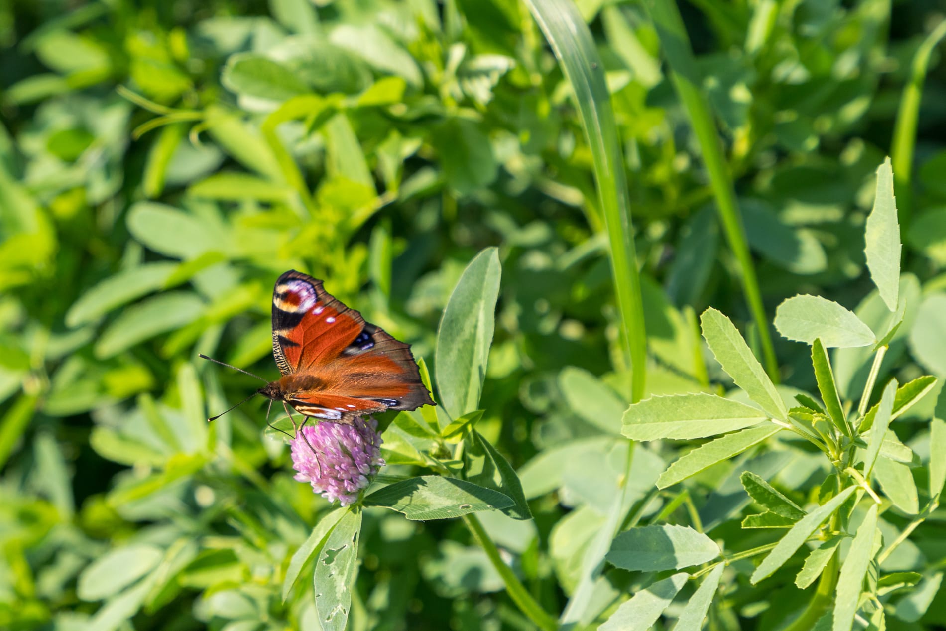 Vlinderrijke akkerranden Overbetuwe en Lingewaard